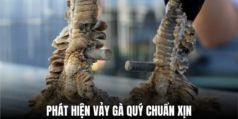 Phát hiện vảy gà quý chuẩn xịn chỉ với vài mẹo đơn giản