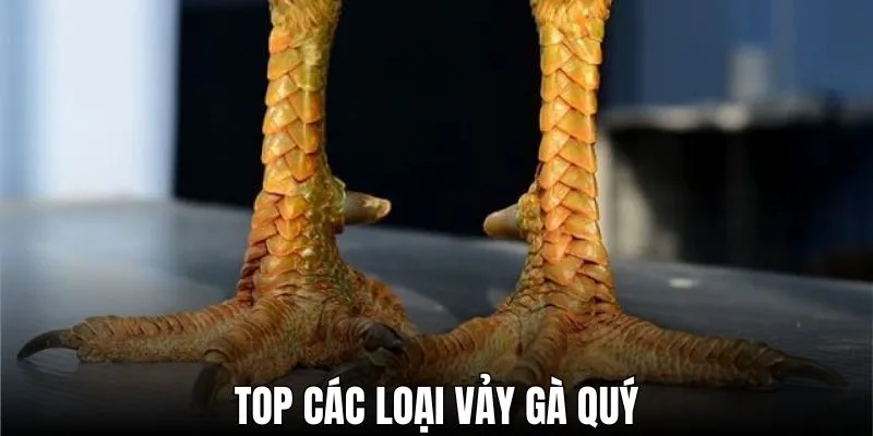 Top Các Loại Vảy Gà Quý - Bí Ẩn Của Những Chiến Kê Lừng Danh